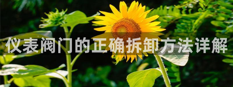 顺盈娱乐在线注册网址